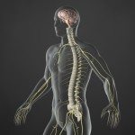 Nervous System An Illustration of a man's anotomy showing the sympathetic nervous system in an xray style.